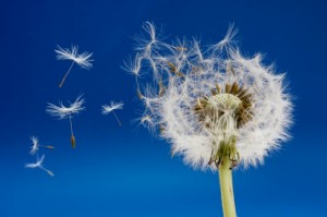 Dandelion seeds being blown in the wind