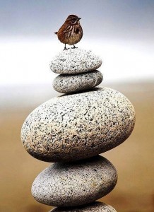 petit oiseau sur des galets