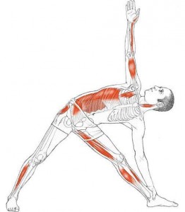 trikonasana-anatomie