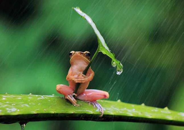 grenouille sous la pluie