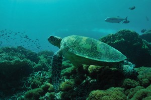 Green-turtle